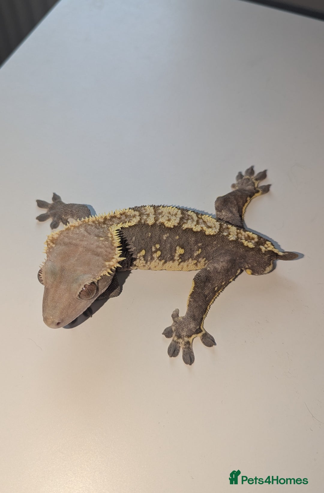 Gecko reptiles for sale: Adult Male Crested Gecko - Image 2