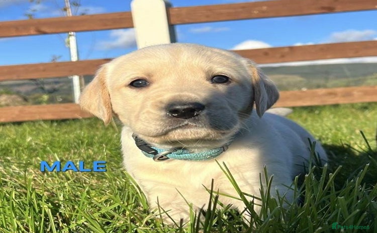 Labrador Retriever dogs - Advert 13