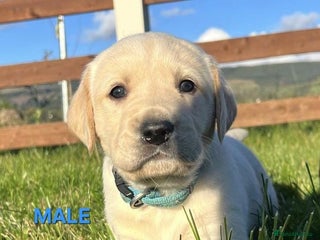 Labrador Retriever dogs - Advert 14