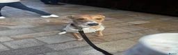 Lurcher dogs for sale: Mable - Advert 2