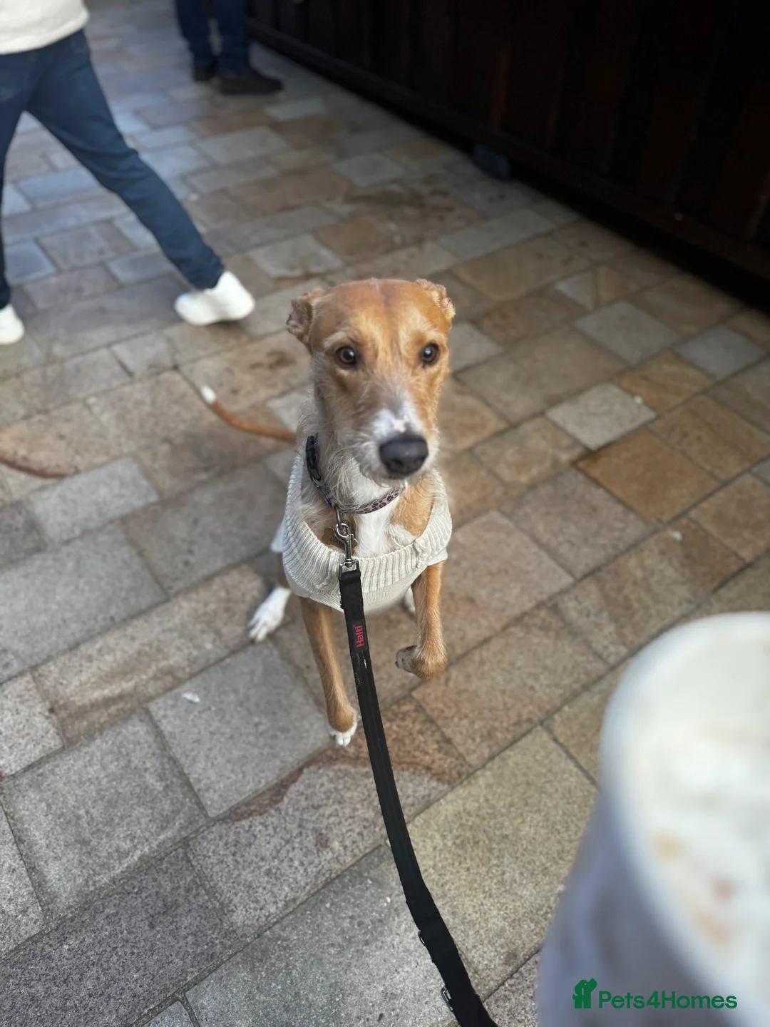 Lurcher dogs for sale: Mable - Advert 2
