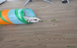 Mini Lop rabbits for sale: Male mini lop - Image 4