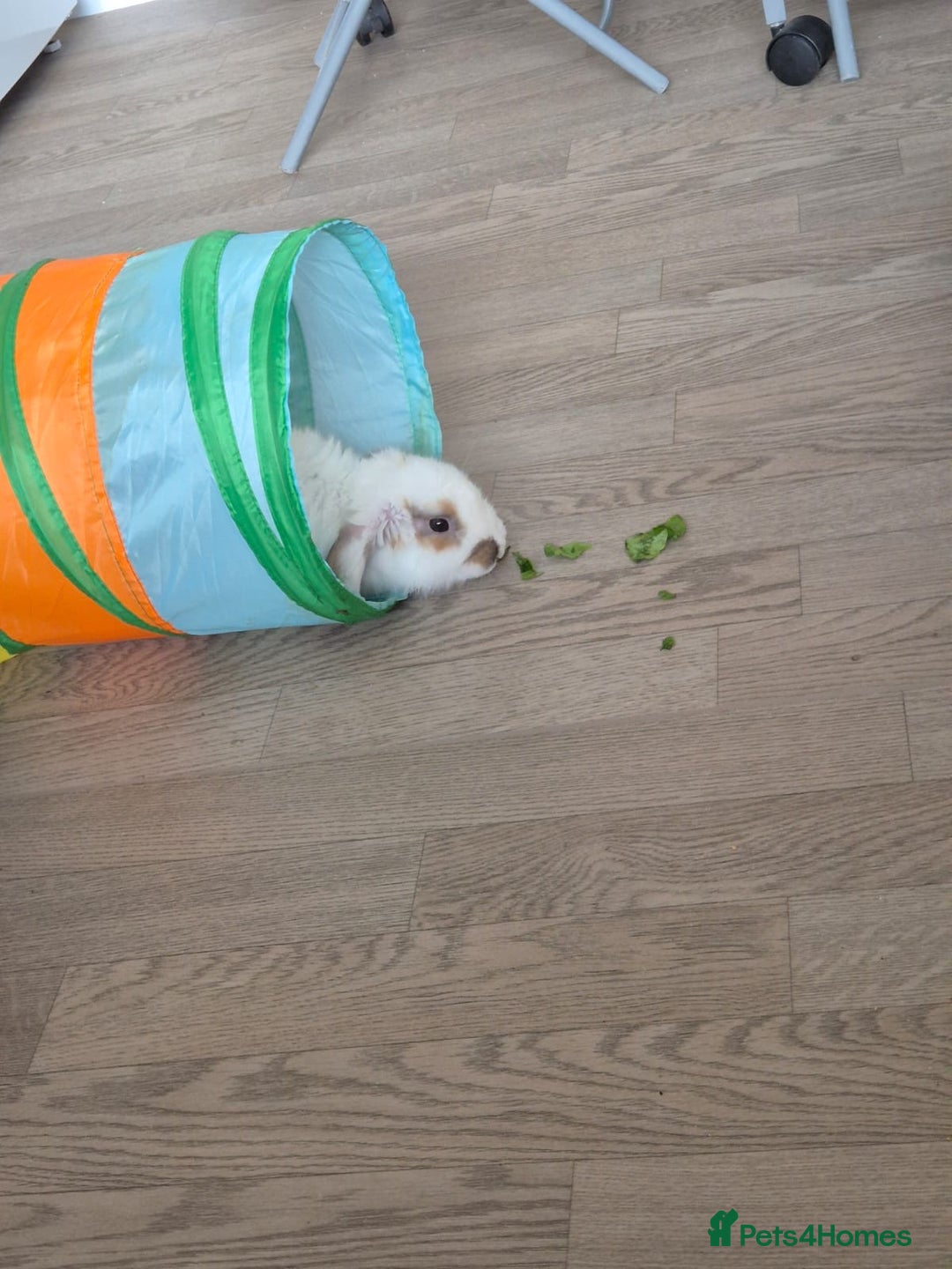 Mini Lop rabbits for sale: Male mini lop - Image 4