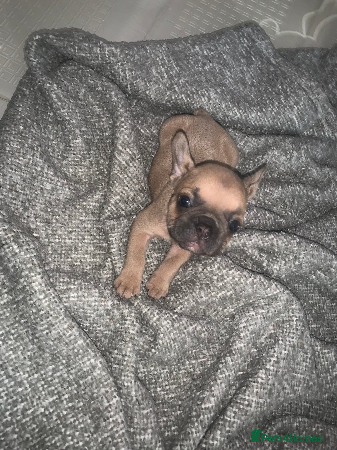 French Bulldog dogs for sale: REDUCED!!🥰Ready SOON 🐾 French bulldog puppies - Image 13