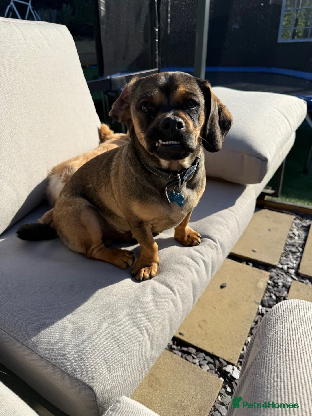 Mixed Breed dogs for sale: Pug x Dachshund 🤎🐾 - Advert 2