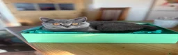 British Shorthair cats for sale: Toast and Bagel - British shorthair boys - Advert 9