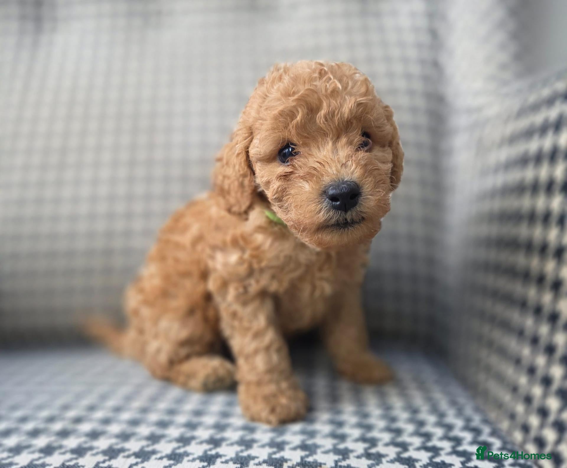 Miniature Poodle dogs LAST BOY Miniature Poodle DNA tested Manchester - Advert 4