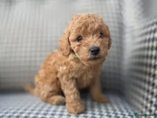 Miniature Poodle dogs LAST BOY Miniature Poodle DNA tested Manchester - Advert 4