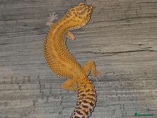 Leopard Gecko reptiles Leopard Geckos and rack system - Advert 1