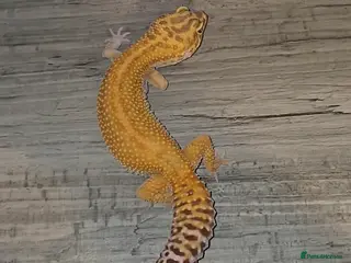 Leopard Gecko reptiles Leopard geckos red diamonds - Advert 1