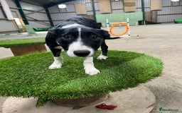 Border Collie dogs for sale: Cooper & Peach  - Image 11