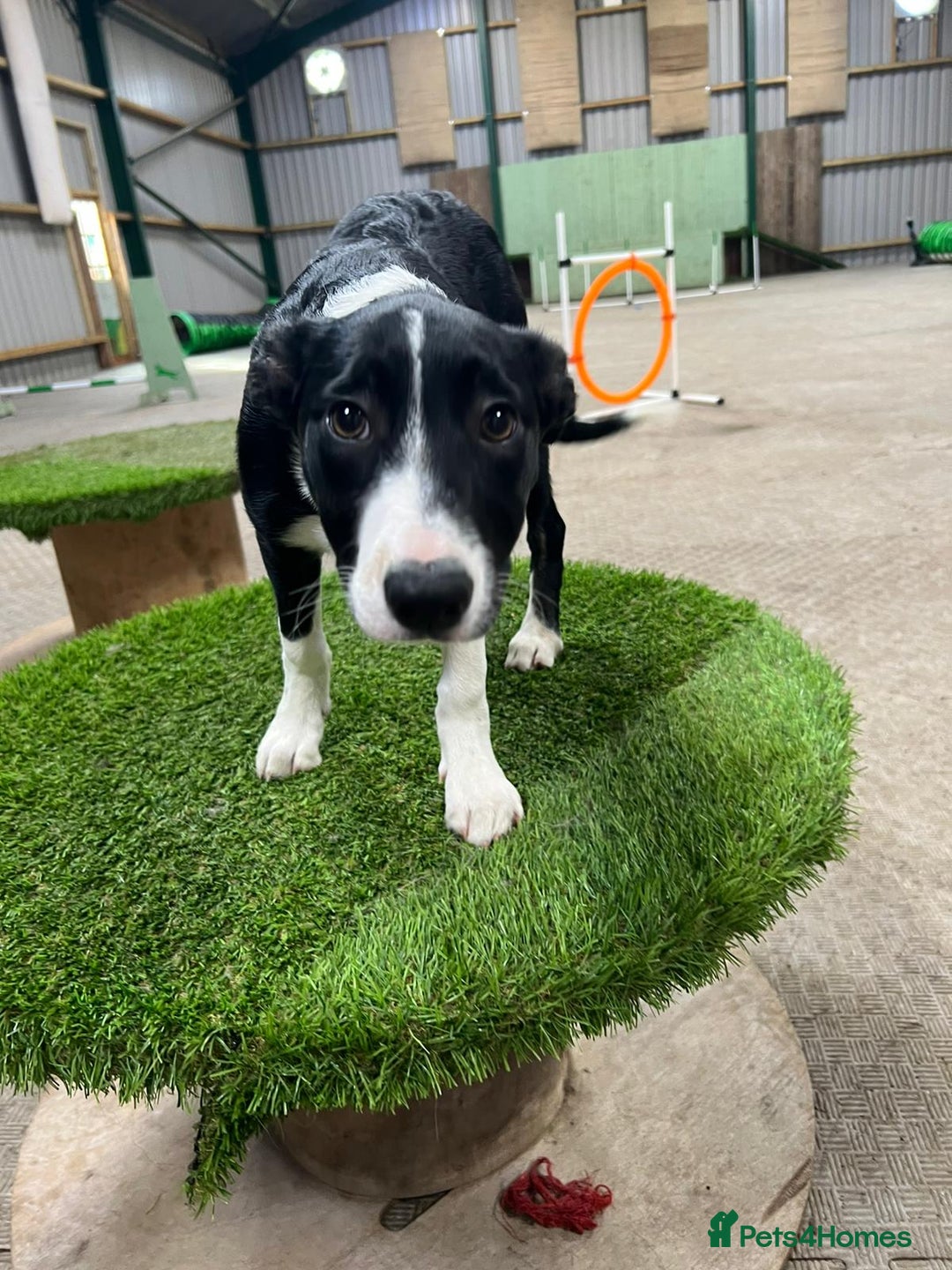 Border Collie dogs for sale: Cooper & Peach  - Image 11