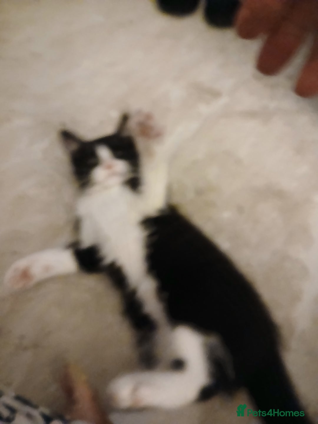 Mixed Breed cats for sale: Kittens 2male  - Image 2