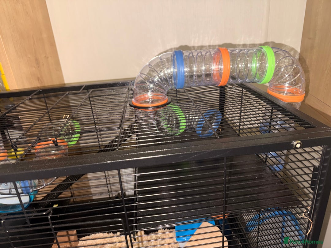 Hamster rodents for sale: Beige and white hamster including cage - Advert 4