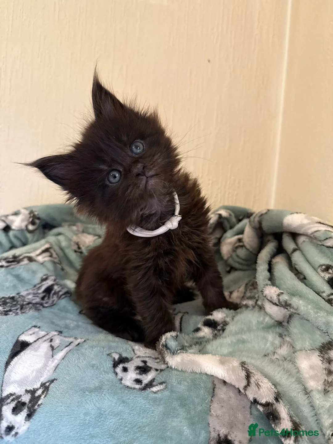 Maine Coon cats for sale: Pedigree Tica Russian Import line Maine Coons - Advert 28