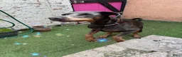 Dobermann dogs for sale: Blue Doberman girl rehome - Advert 4