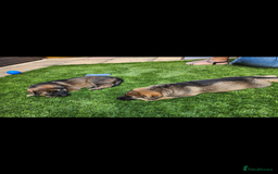 German Shepherd dogs for stud: KC sable male for stud  in Birmingham - Image 16