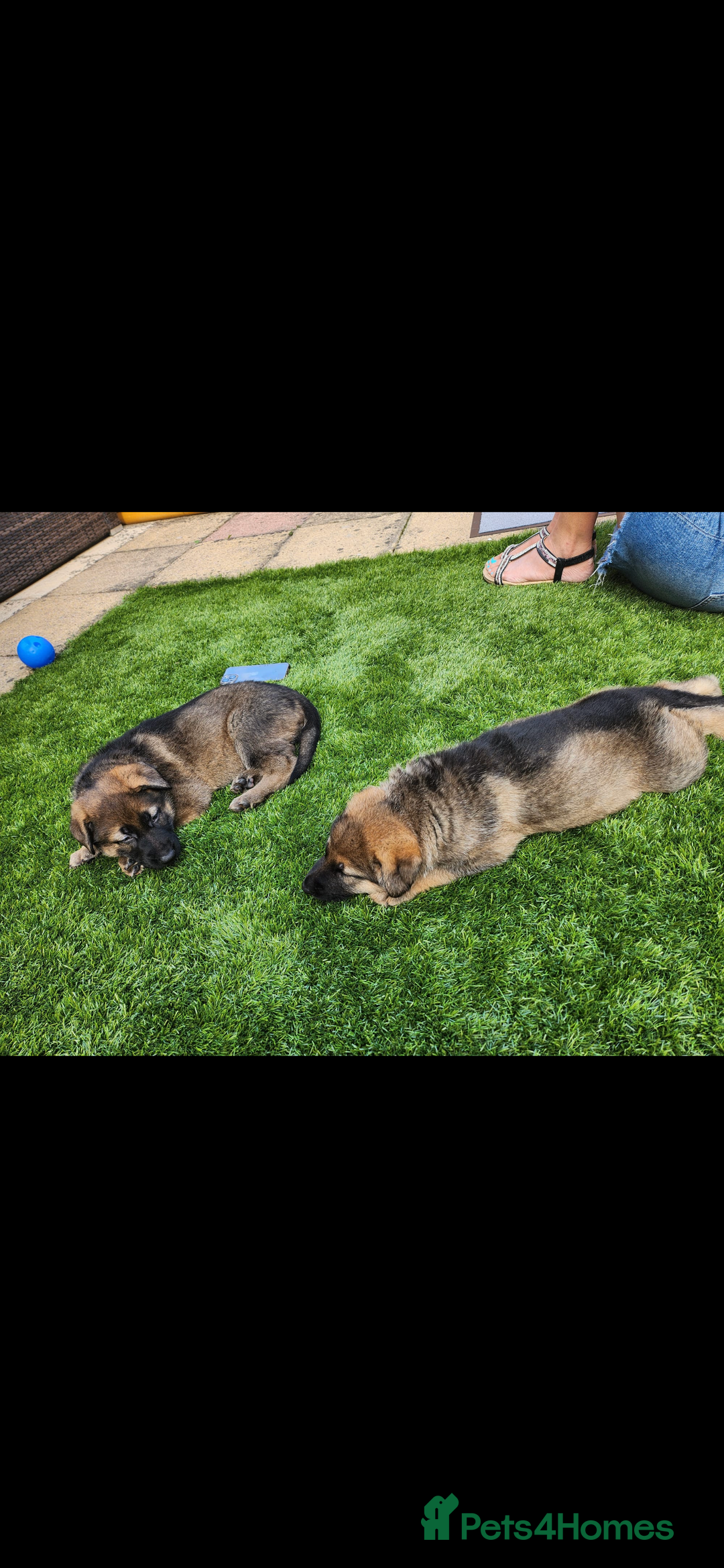 German Shepherd dogs for stud: KC sable male for stud  in Birmingham - Image 16