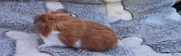 Guinea Pig rodents for sale: I have some teddy cross babies available 2 reserve - Advert 10