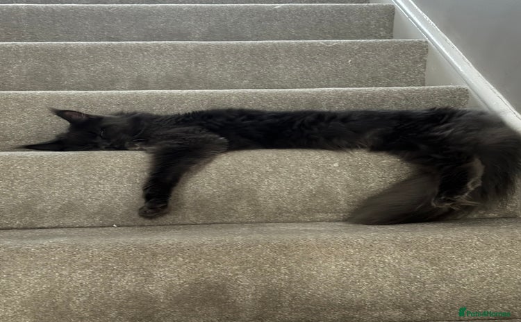 Maine Coon cats - Advert 1