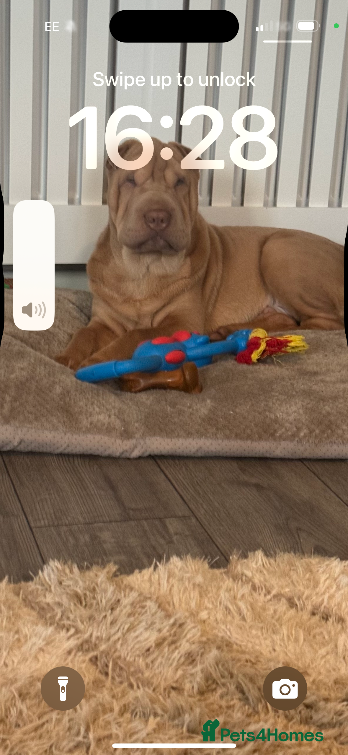 Shar Pei dogs Mr Bear 🐻 🦍 - Advert 2