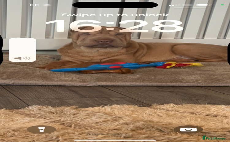 Shar Pei dogs - Advert 1
