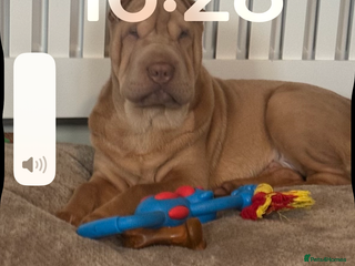 Shar Pei dogs Mr Bear 🐻 🦍 - Advert 3