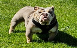 English Bulldog dogs for sale: Epic bullyz bulldog stella - Advert 5
