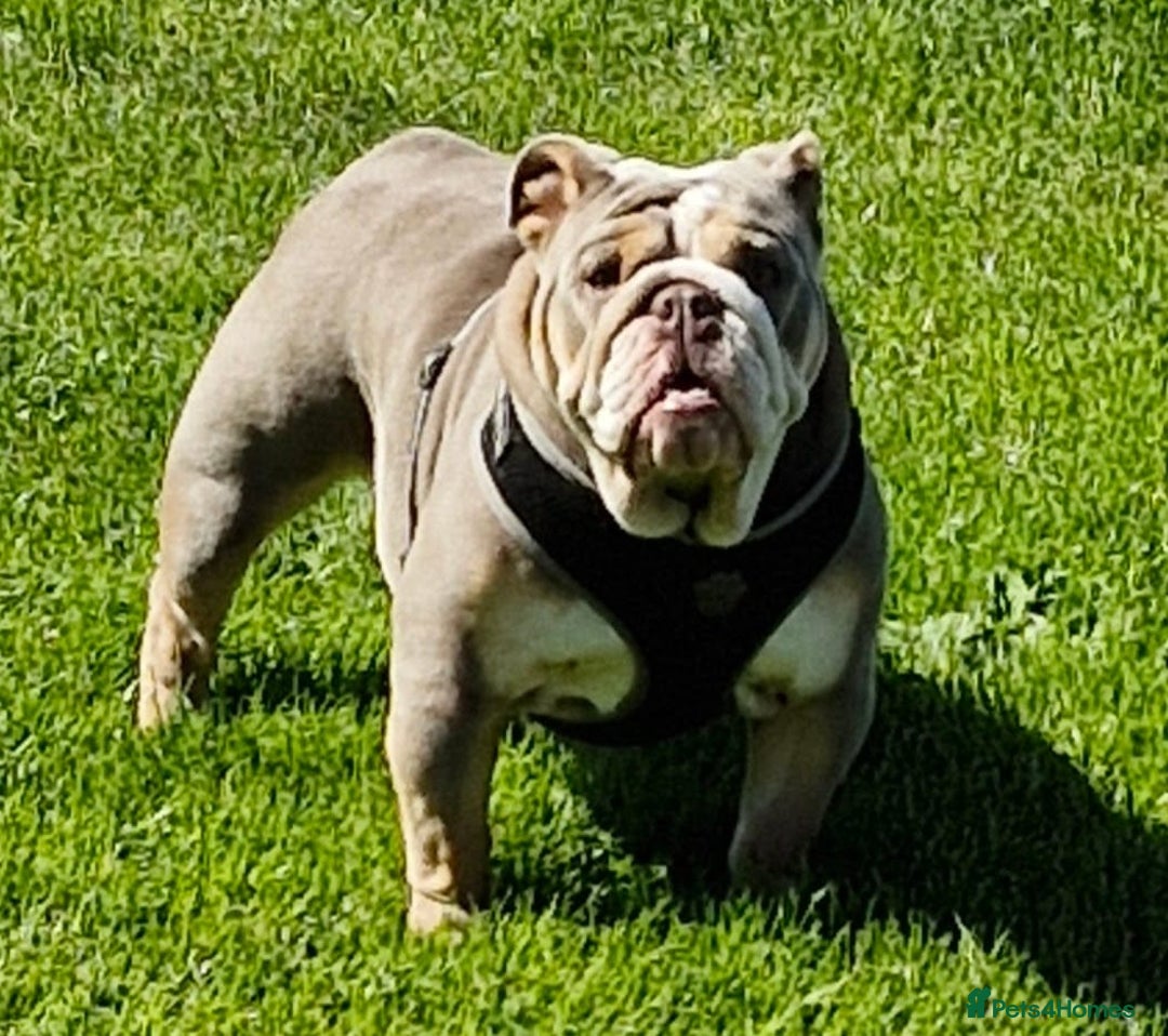 English Bulldog dogs for sale: Epic bullyz bulldog stella - Advert 5