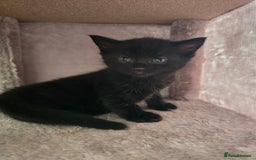 Domestic Shorthair cats for sale: 3 Adorable Kittens - Image 13