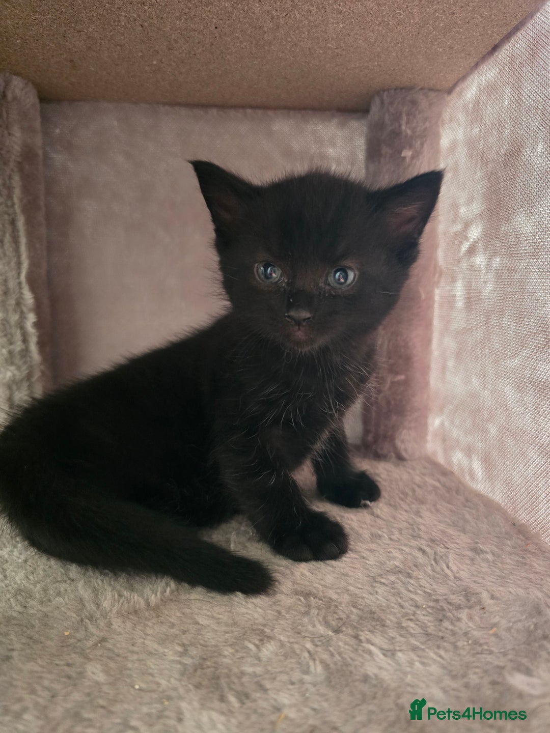 Domestic Shorthair cats for sale: 3 Adorable Kittens - Image 13