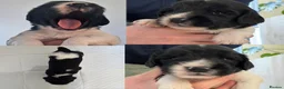 English Springer Spaniel dogs for sale: KC Working Springer Spaniel Puppies Great Pedigree - Advert 18
