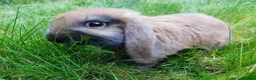 Netherland Dwarf rabbits for sale: Female Netherland Dwarf and male Mini Lop in Rugby - Advert 2