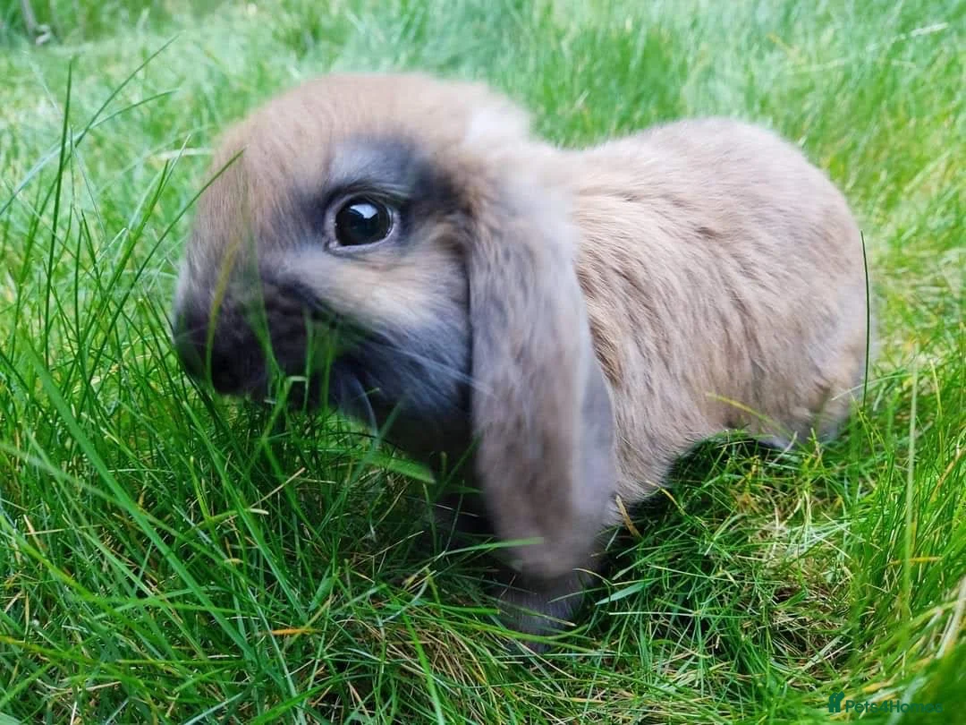 Netherland Dwarf rabbits for sale: Female Netherland Dwarf and male Mini Lop in Rugby - Advert 2