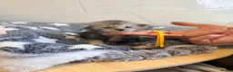 Maine Coon cats for sale: Stunning Maine Coon kittens  in Chard - Advert 9
