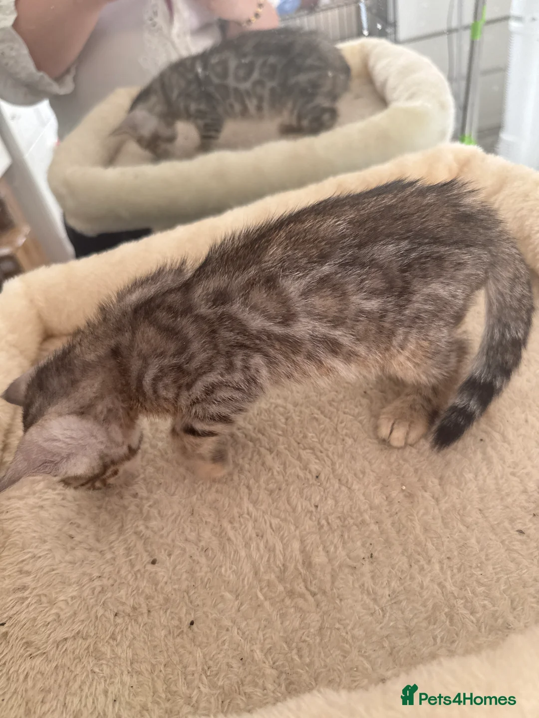 Bengal cats for sale: TICA Registered Gorgeous Bengals  - Advert 26