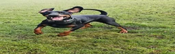 Dobermann dogs for sale: Stunning male dobermann  - Advert 6
