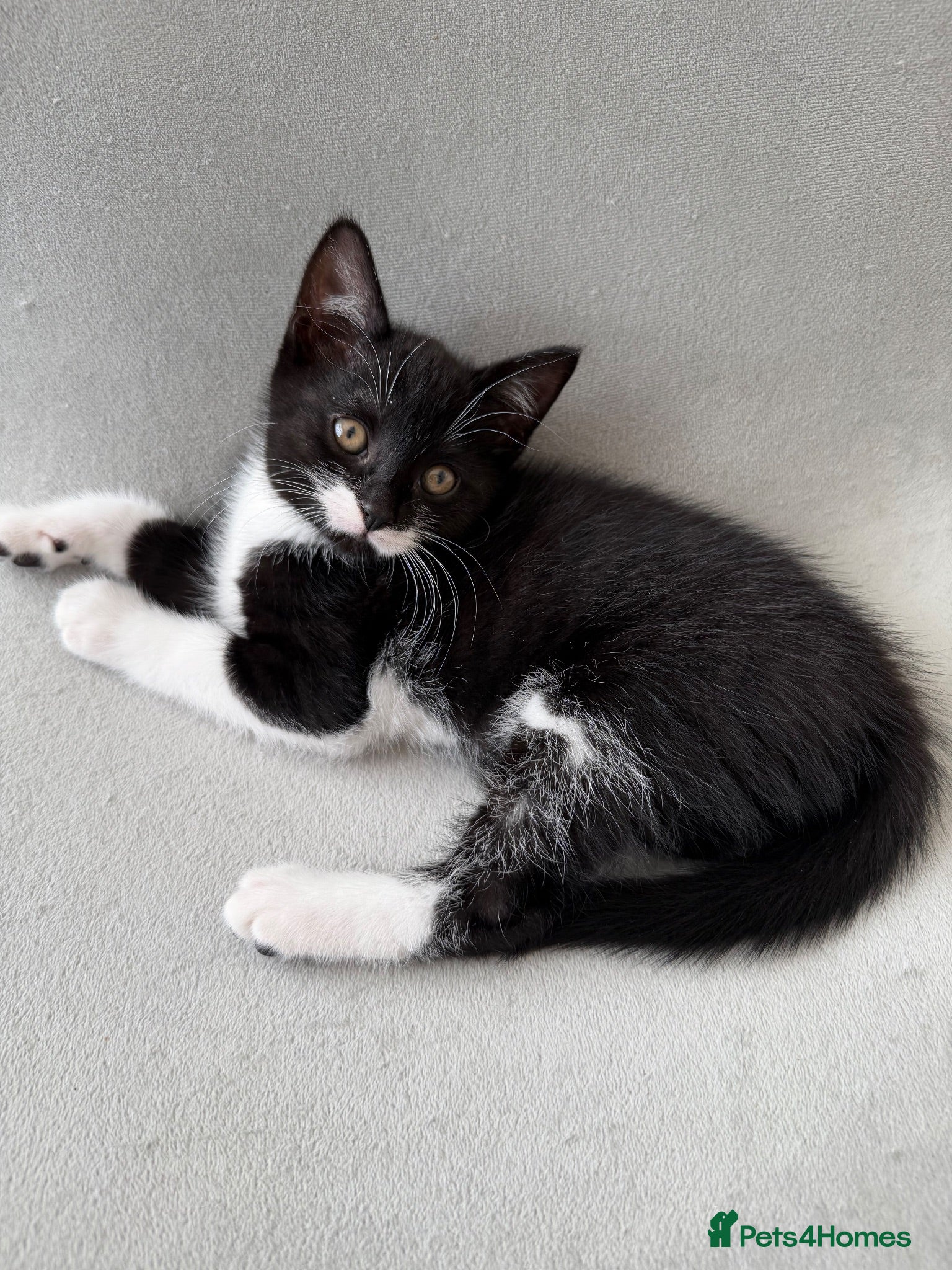 Mixed Breed cats Kittens Looking for Their Forever Homes!  - Advert 16