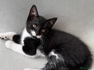 Mixed Breed cats Kittens Looking for Their Forever Homes! - Advert 16