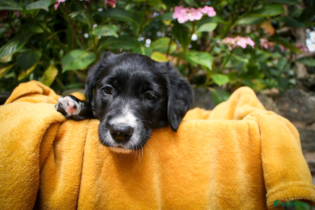 Mixed Breed dogs for sale: 3 x Border collie cross retriever pups - Image 19