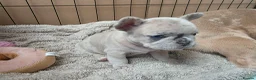French Bulldog dogs for sale: French Bulldog puppies - Advert 11
