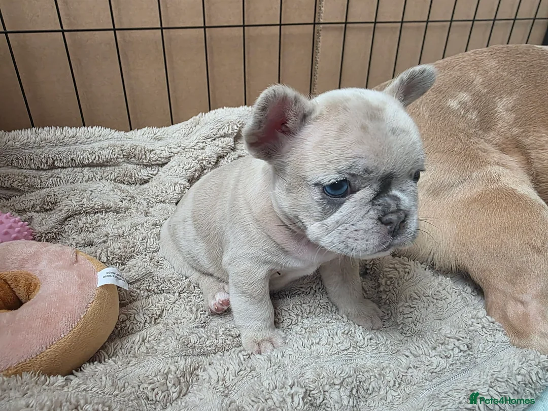 French Bulldog dogs for sale: French Bulldog puppies - Advert 11