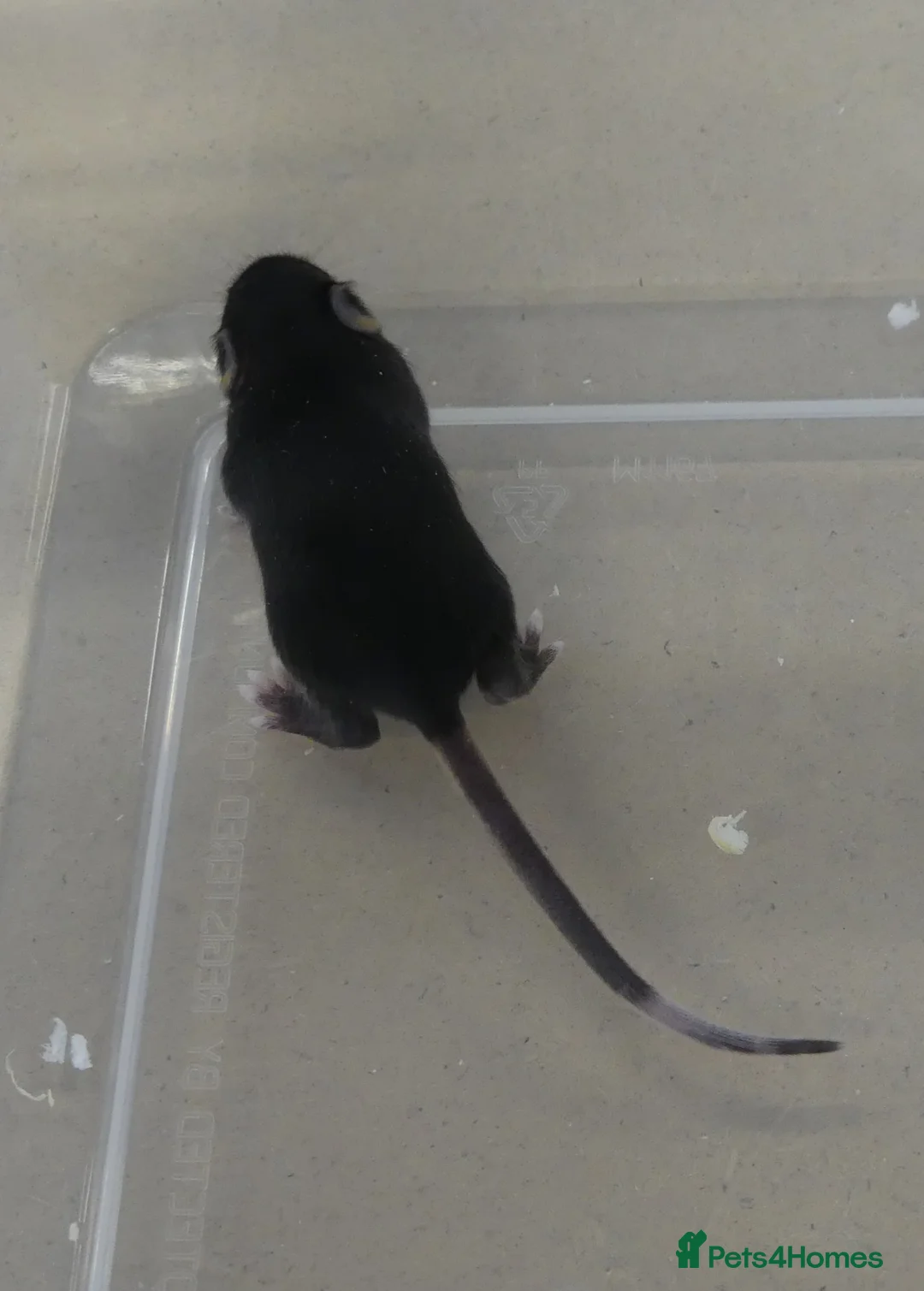 Mouse rodents for sale: Fancy Mice - Advert 2