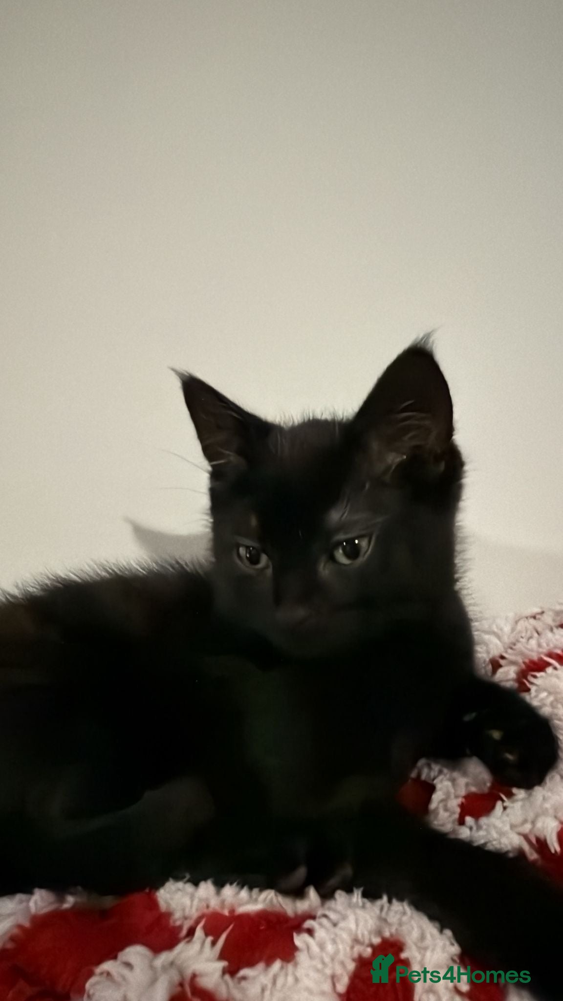 Mixed Breed cats for sale: Lovable black and dark brown stripped kitten - Advert 2