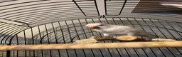 Parrots birds for sale: X2 Quaker parrots paired  - Advert 4