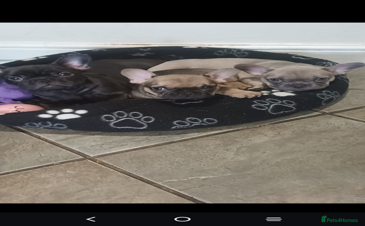 French Bulldog dogs - Advert 7