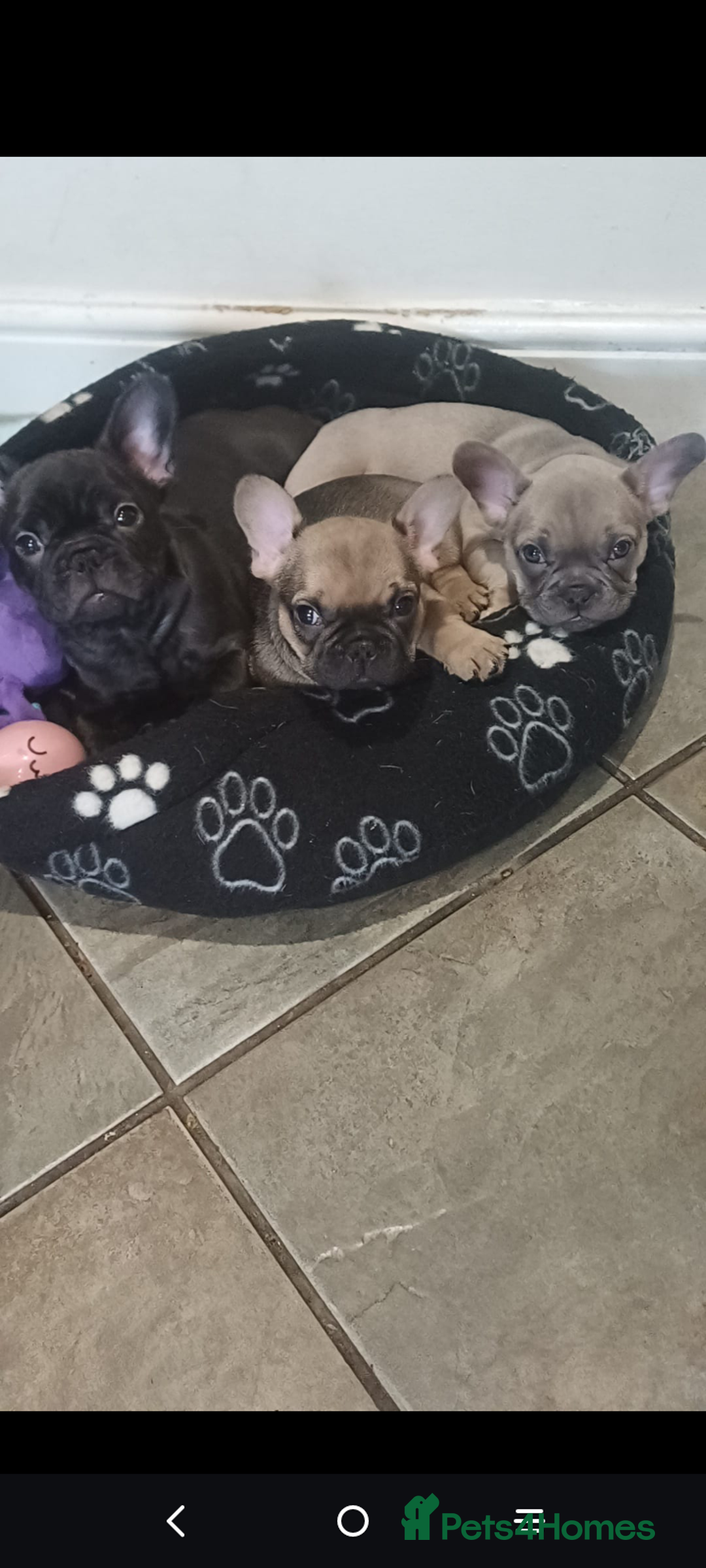 French Bulldog dogs for sale: 🔥 French bulldog 🔥 Black male - Image 1