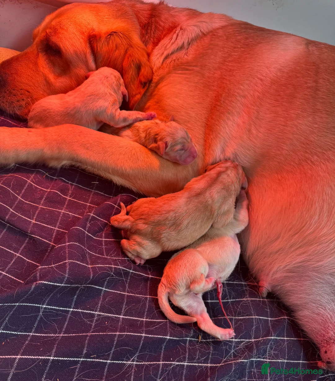 Labrador Retriever dogs for sale: Golden Labrador Puppies - Advert 15