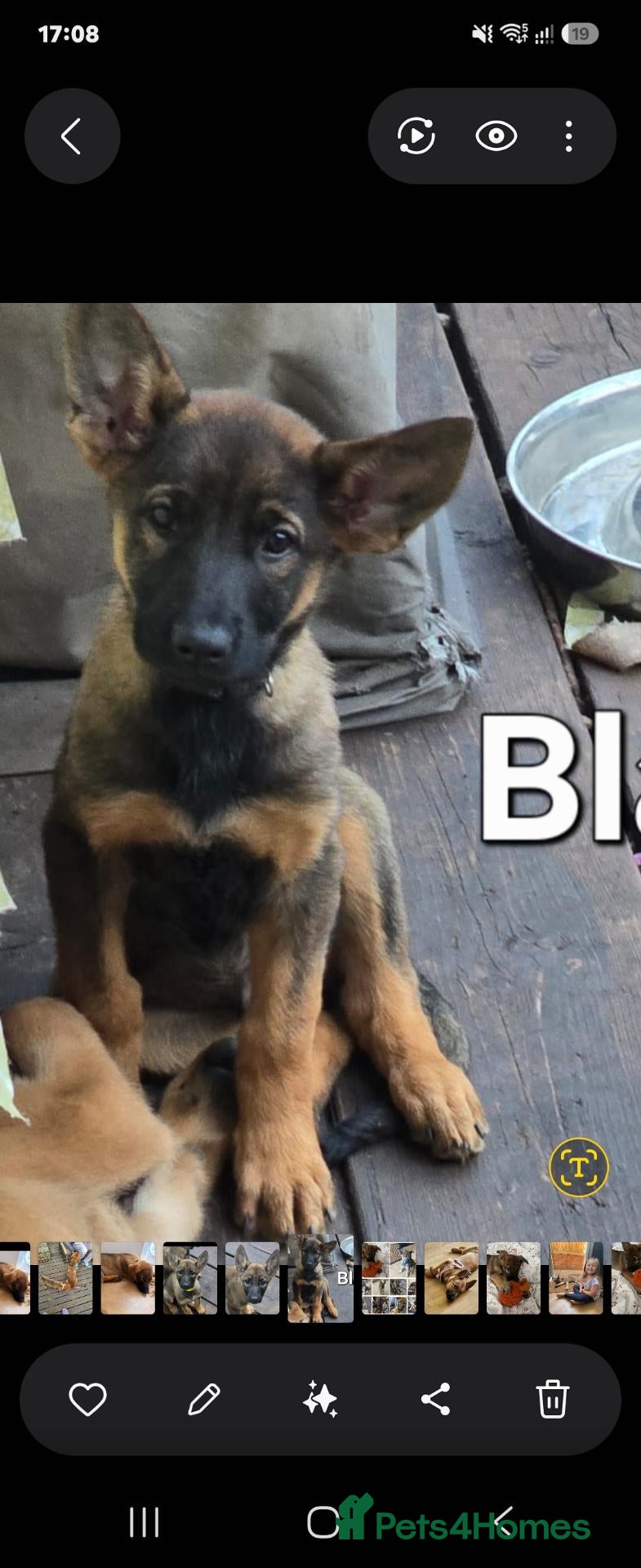 Mixed Breed dogs Belgium shepherd puppies  - Advert 7