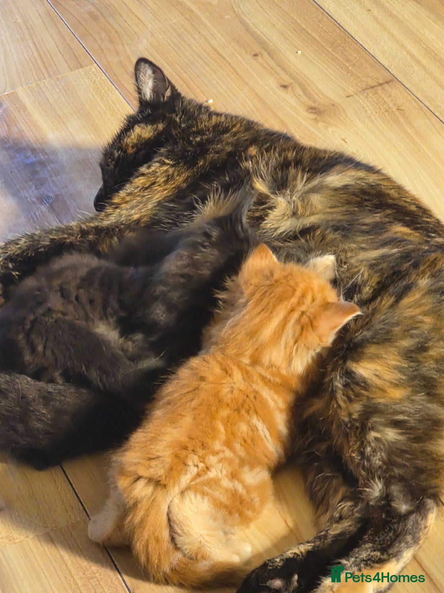 Mixed Breed cats 4 Beautiful Fluffy Kittens - Advert 6